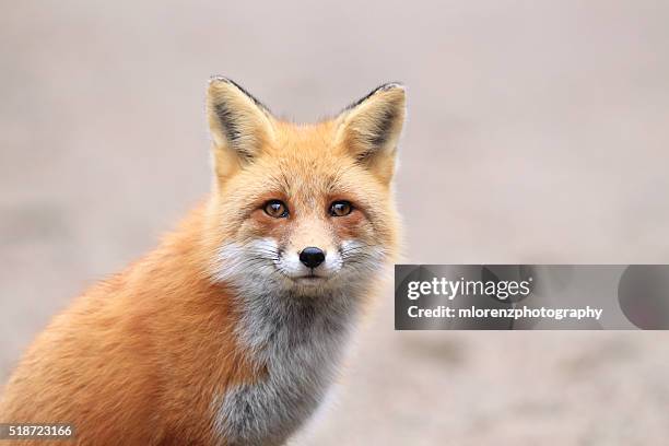 female red fox - fox bildbanksfoton och bilder