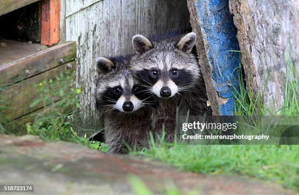 bandits - racoon imagens e fotografias de stock