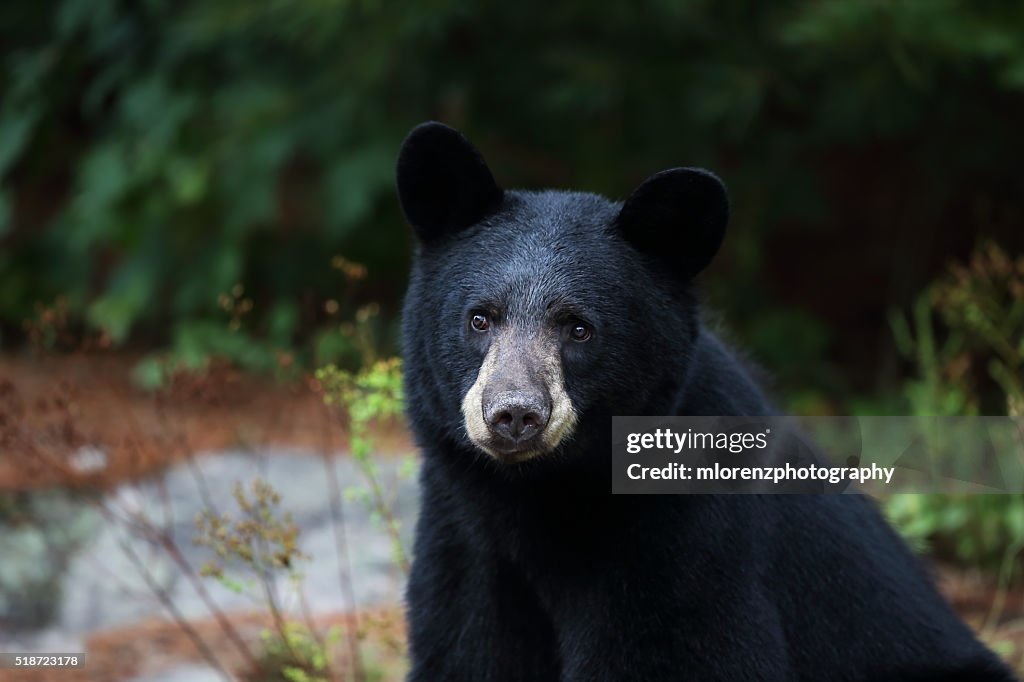 Grin & Bear It