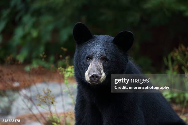 grin & bear it - black bear stock pictures, royalty-free photos & images