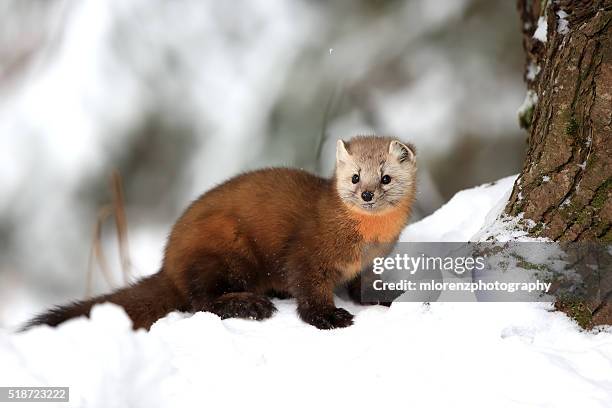 american marten - martens stock pictures, royalty-free photos & images