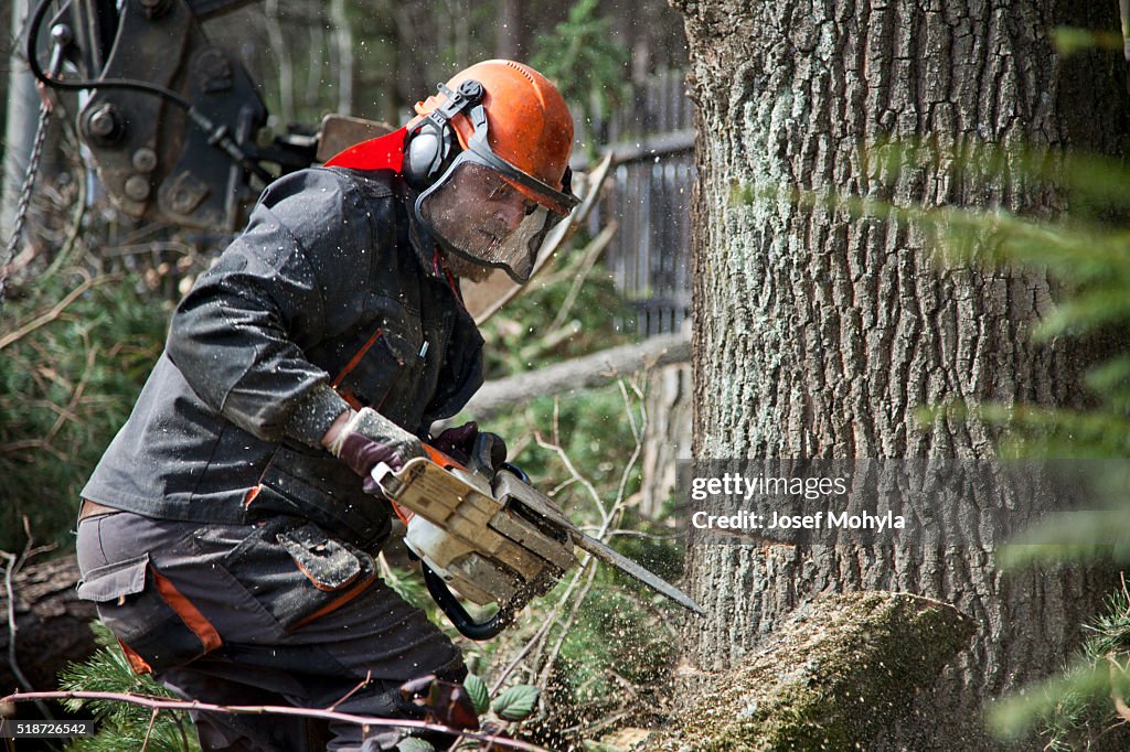 Forestry worker with chainsaw