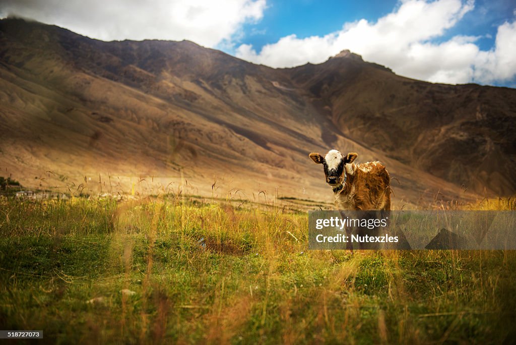 Brown white cow in nature