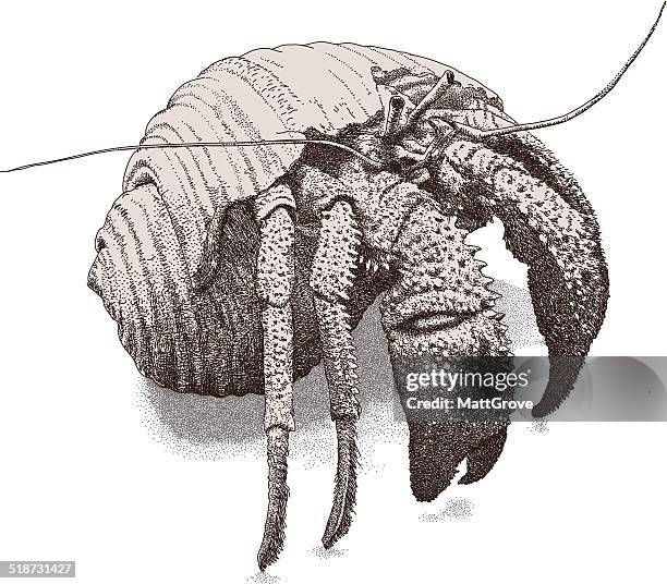 hermit crab - hermit crab stock illustrations