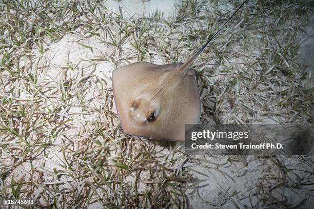 juvenile southern stingray - zosteraceae - fotografias e filmes do acervo