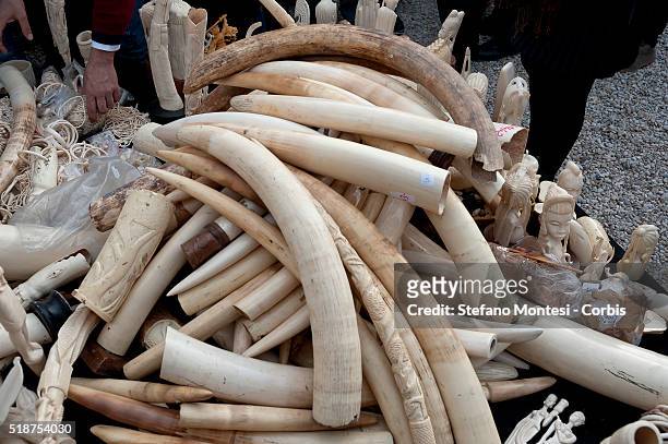 Stack of ivory and ivory sculptures are displayed before the first public ivory crush in the Circus Maximus on March 31, 2016 in Rome, Italy. The...
