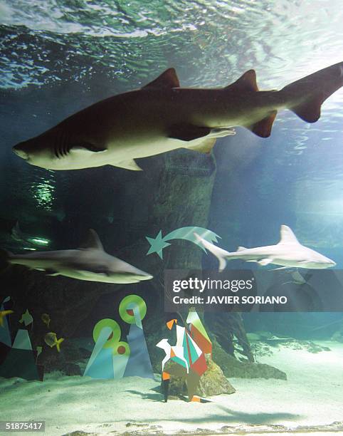 Sharks swim next to Christmas nativity figures in the aquarium at the zoo in Madrid, 17 December, 2004. AFP PHOTO/ Javier SORIANO