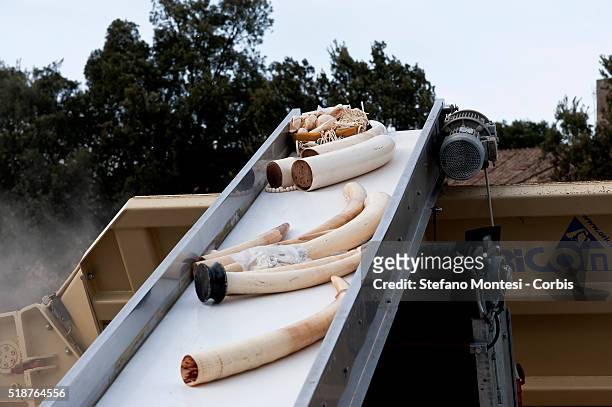 The ivory fangs they are loaded onto a conveyor belt and into a rock crusher for first public ivory crush in the Circus Maximus on March 31, 2016 in...