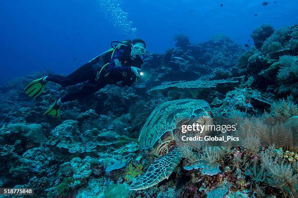 Shell Diver Turtle Diving For Shells Photos and Premium High Res Pictures - Getty Images