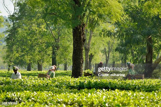 tea "harvest - kaziranga national park stock-fotos und bilder