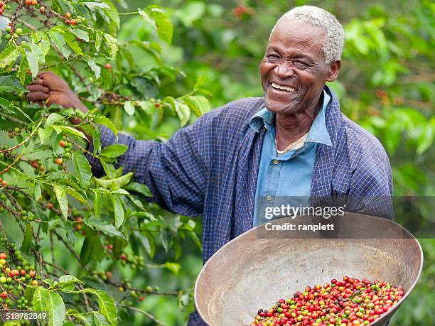 kenyan fair trade coffee farmer - african american farmer stockfoto's en -beelden