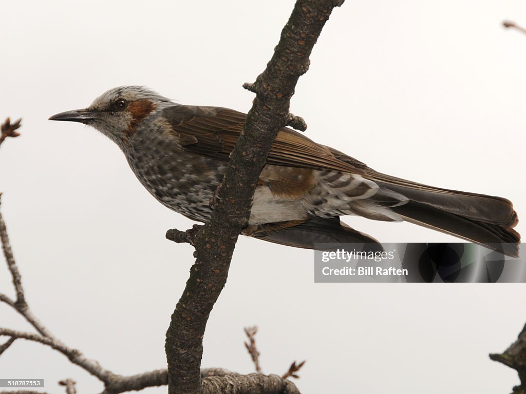 Peace Memorial Park - Oriental or Horsfield Cuckoo