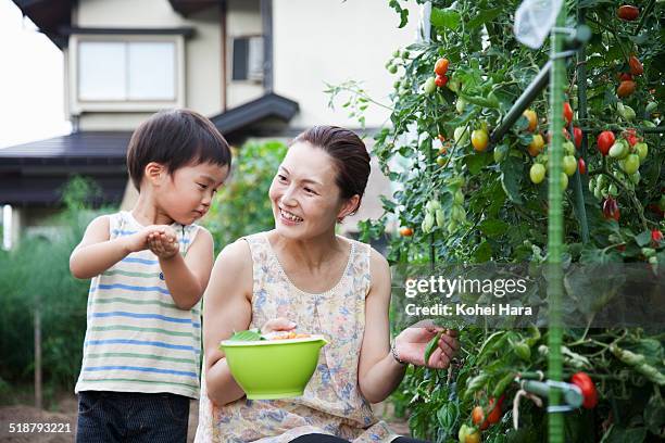 family harvesting on a farm - prefectura de miyagi fotografías e imágenes de stock