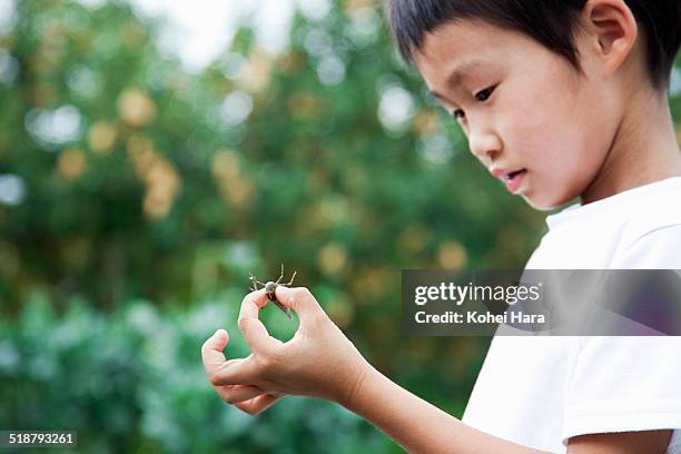 an asian boy holding a grasshopper - boy frog stock pictures, royalty-free photos & images