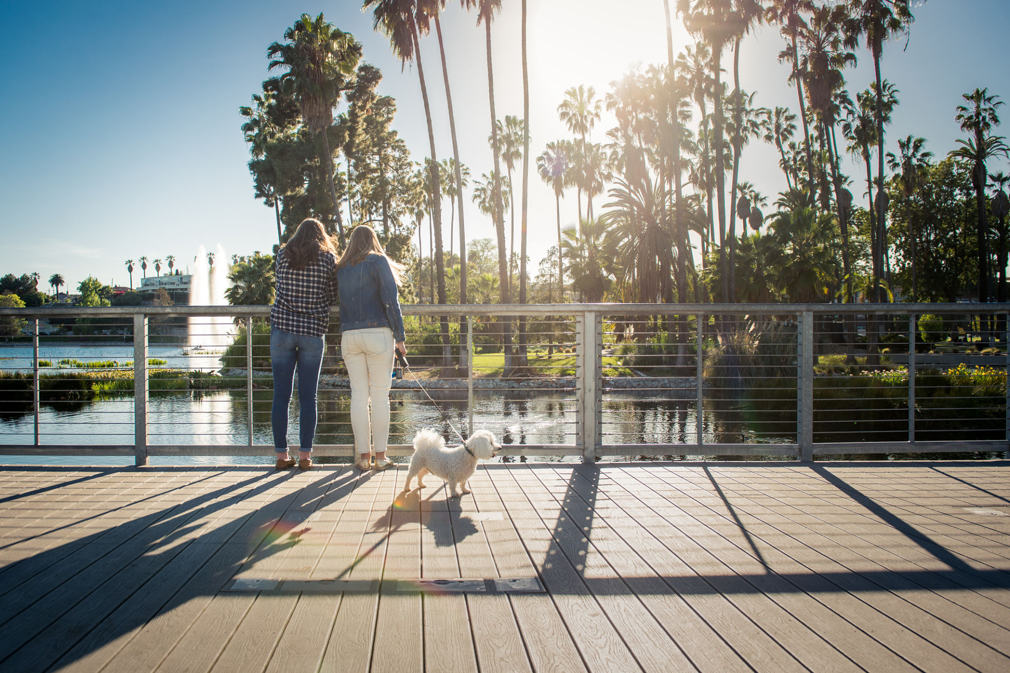 dog walking los angeles