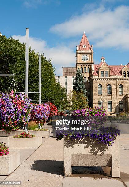 calgary city hall - calgary summer stock pictures, royalty-free photos & images