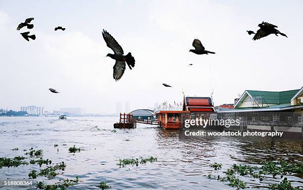 pigeons flying over chao phraya river - river chao phraya stock pictures, royalty-free photos & images