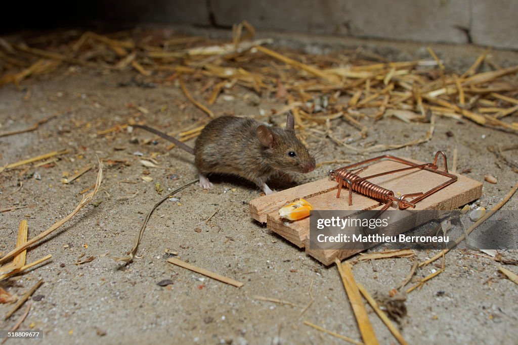 Mus musculus