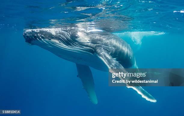 floating on the surface - whale calf stock-fotos und bilder