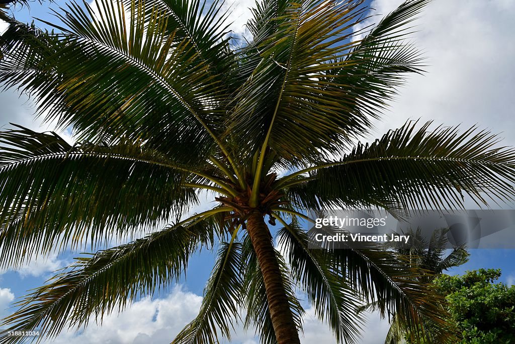 Palm tree at Perhentian island Malaysia