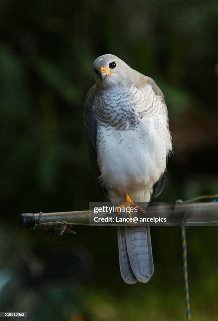 Grey Goshawk