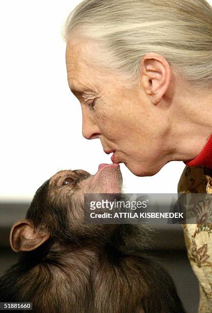 British primatologist Jane Goodall, the world's famous authority on chimpanzees, is kissed by Pola, a young chimpanzee, in Budapest' Zoo 20 December...
