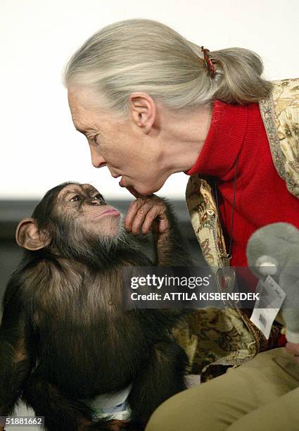 British primatologist Jane Goodall, the world's famous authority on chimpanzees, is kissed by Pola, a young chimpanzee, in Budapest' Zoo 20 December...