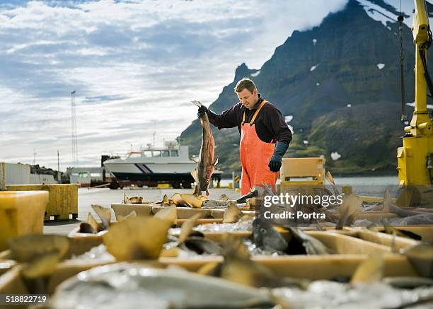 fisherman placing fish in container - fishing industry stock pictures, royalty-free photos & images