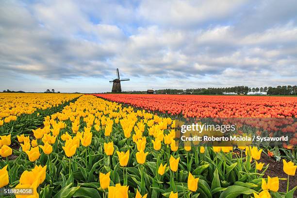 multicolored tulips berkmeer holland - heerhugowaard stock pictures, royalty-free photos & images