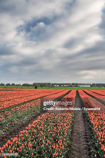 multicolored fields of tulips holland - heerhugowaard stock pictures, royalty-free photos & images