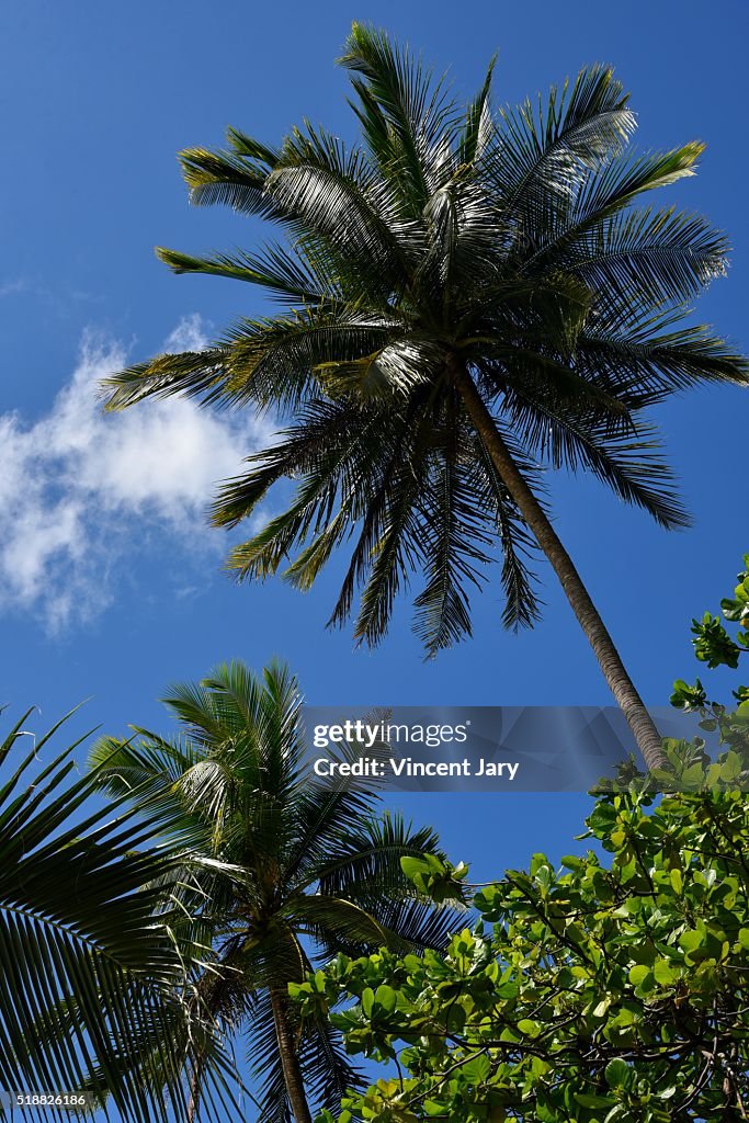 Palm tree at Perhentian island Malaysia