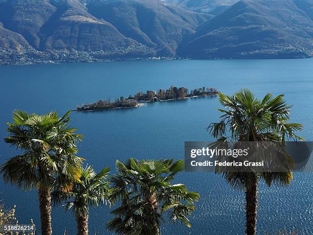 palm trees and brissago islands, lake maggiore - ascona 個照片及圖片檔