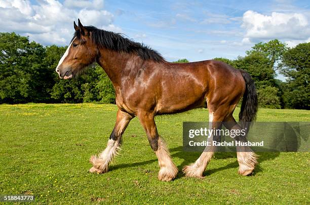 shire horse trotting in field - shire horse stock pictures, royalty-free photos & images