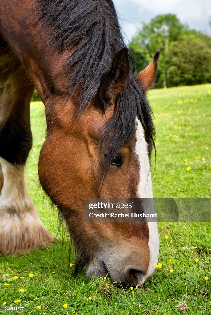 Close up of Shire horse grazing in field
