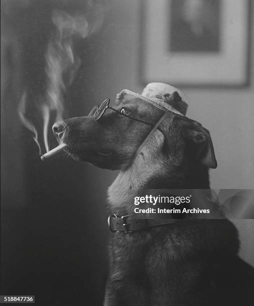 Profile view of a dog, in a hat and eyeglasses, with a cigarette in its mouth, 1923.