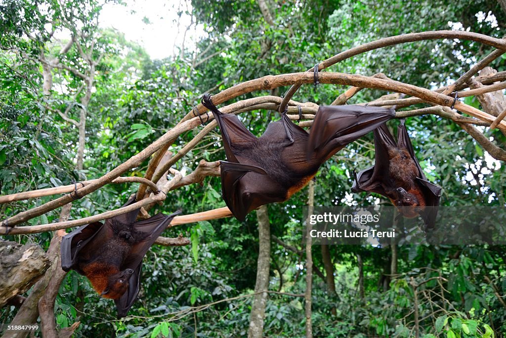 Large Flying Fox (Pteropus vampyrus)