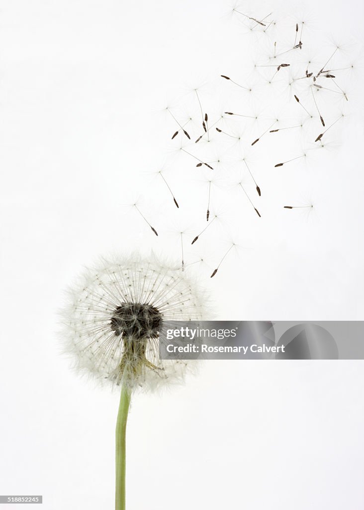 Seeds float up from dandelion seed head, on white