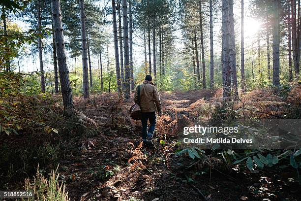 autumn wild mushroom picking - kent england stock-fotos und bilder