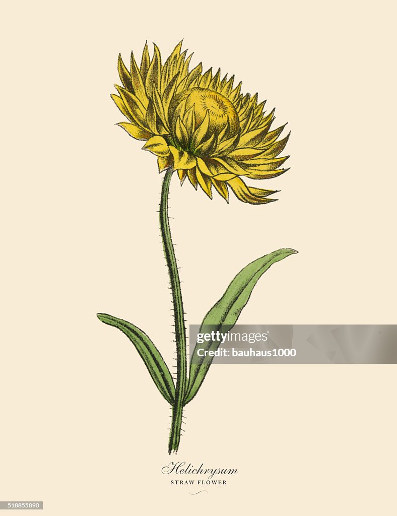 Helichrysum oder Stroh Pflanze, viktorianischen botanischen Illustrationen