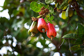 Cashew fruit (Anacardium occidentale) hanging on tree