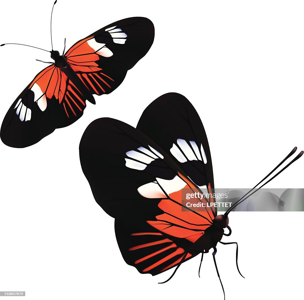Heliconius Butterfly - Vector