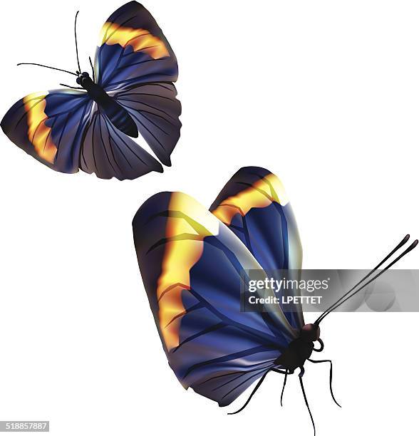 orange oakleaf butterfly - vector - dead bugs stock illustrations