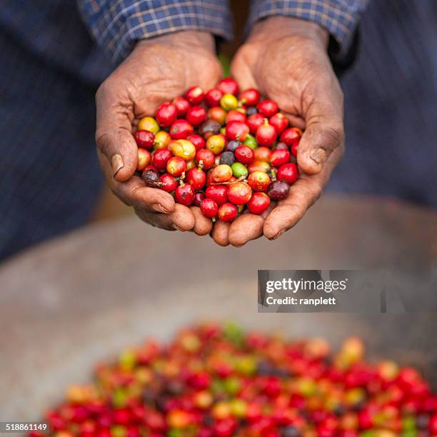 kenyan fair trade coffee farmer - kenya coffee stock pictures, royalty-free photos & images