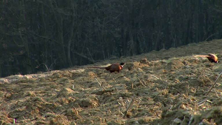 Pheasant Ransom 71 Two Pheasants Stock Videos, Footage, & 4K Video Clips - Getty Images
