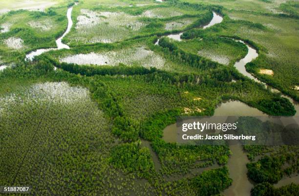 Mangrove swamps in the Niger Delta are home to the nation's oil reserves October 12 near Port Harcourt, Nigeria. A member of OPEC, Nigeria is the...