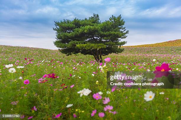 specimen tree on a daisy field at hitachi seaside park - ibaraki prefecture photos et images de collection