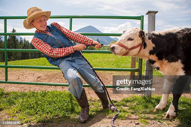 boy pulling cow - tuinbroek stockfoto's en -beelden