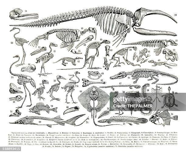 ilustraciones, imágenes clip art, dibujos animados e iconos de stock de animal trapos sucios grabado - esqueleto de animal