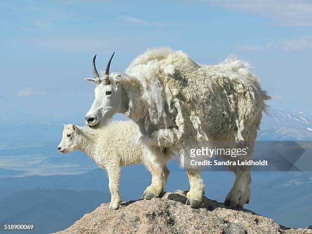rocky mountain goats on mount evans - schneeziege stock-fotos und bilder