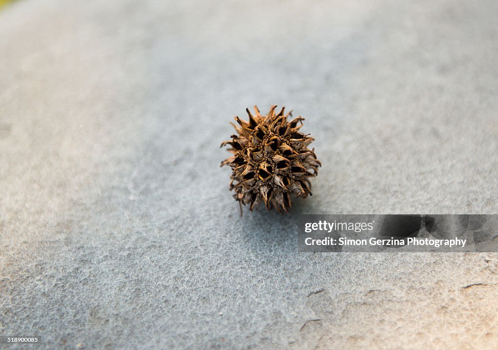 Sweet gum tree fruit